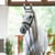 Annuncio cavallo