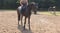 Annuncio cavallo