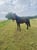 Annuncio cavallo