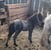 Annuncio cavallo