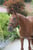 Annuncio cavallo