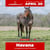 Horse ad