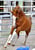 Annonce cheval