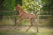 Annuncio cavallo