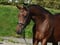 Annuncio cavallo