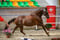 Horse ad