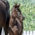 Horse ad