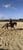 Horse ad