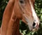 Horse ad
