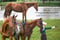 Horse ad