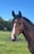 Annuncio cavallo