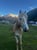 Annuncio cavallo