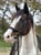 Horse ad