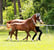 Annuncio cavallo
