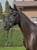Annonce cheval