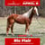 Paardadvertentie