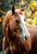 Horse ad