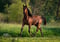 Horse ad