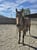 Horse ad