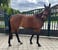 Annuncio cavallo