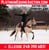 Horse ad