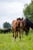 Horse ad