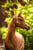Horse ad
