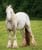 Horse ad