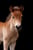 Horse ad