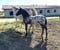 Horse ad