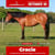 Anuncio de caballos