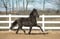 Horse ad