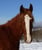 Horse ad
