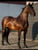 Annuncio cavallo