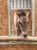 Horse ad