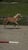 Annonce cheval