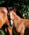 Horse ad