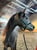 Horse ad