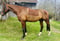 Annonce cheval