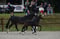Annonce cheval