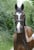 Horse ad