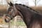 Annonce cheval