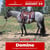 Paardadvertentie
