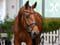 Anuncio de caballos