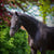 Annonce cheval