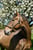 Horse ad