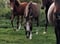 Annonce cheval