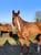 Annuncio cavallo