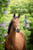 Horse ad