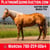 Horse ad